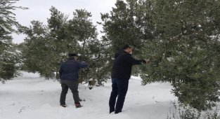 Bursa Mudanya'da bir çok zeytin ağacının dalı kara dayanamadı