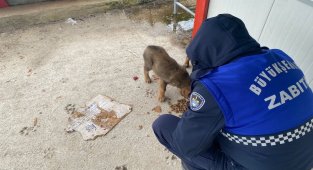 Kocaeli zabıta ekipleri patili dostları unutmadı