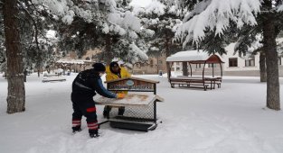 Kuşlar için parklardaki beslenme odaklarına buğday bırakıldı
