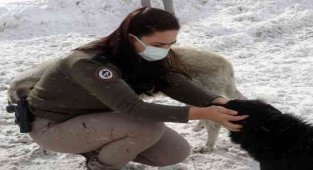 Zigana'nın terk edilmiş köpekleri polis korumasında