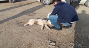 Belediyenin duyarsız kaldığı yaralı köpeğe vatandaşlar sahip çıktı