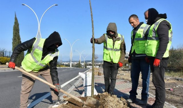 İzmir Aliağa'da pavlonya ağaçları süsleyecek