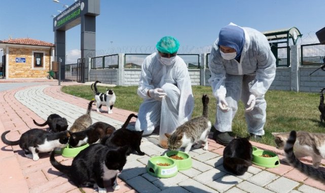 Kayseri Büyükşehir'den sokak hayvanları için 48 ton mama desteği