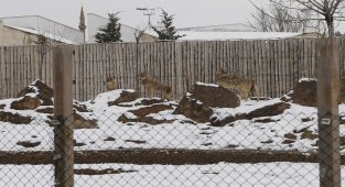 Kayseri Büyükşehir'in Hayvanat Bahçesi sakinleri karın keyfini çıkarıyor