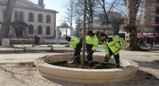 Kocaeli'nde asırlık çınarlara yenileri ekleniyor