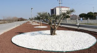 Manisa Akhisar’da 7 kilometrelik peyzaj çalışması