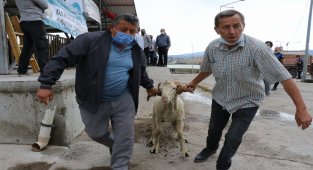 Manisa'da hayvan üreticilerine damızlık koç ve teke desteği