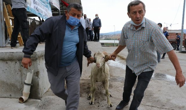 Manisa'da hayvan üreticilerine damızlık koç ve teke desteği