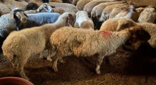 Niğde'de 22 küçükbaş hayvan hırsızlığı şüphelileri yakalandı