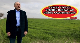 BAŞKAN ATABAY: YEŞEREN BUĞDAYLAR DİDİM’E KAZANDIRILACAK