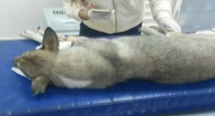 Bursa Mudanya'da telef olan köpeklerle ilgil i rapor çıktı