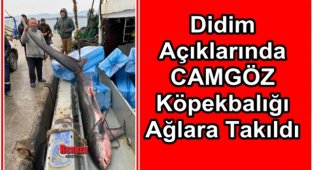 Didim Açıklarında Camgöz Köpek Balığı Yakalandı