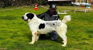 İzmir'in isim yapmış köpeklerinden 'Laysan' Sırbistan'a gidiyor