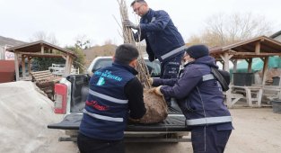 Kocaeli İzmit Belediyesi, ipekböcekçiliği projesini genişletiyor