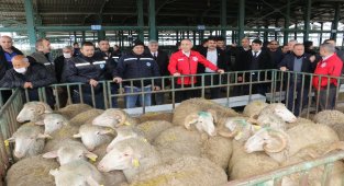 Manisa'da üreticilere damızlık koç desteği sürüyor