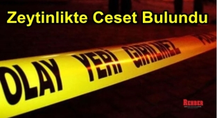 ZEYTİN AĞACI ALTINDA CESET BULUNDU