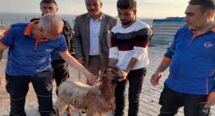 Adıyaman'da mahsur kalan keçi kurtarıldı