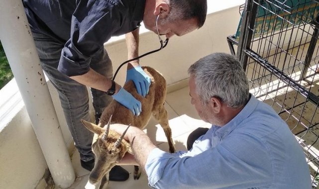 Adıyaman'da yaralı yavru dağ keçisi tedavi altına alındı