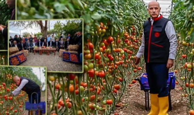 Bakan Kirişci serada domates biber topladı