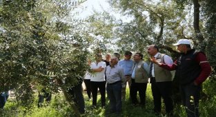 Bursa Orhangazi'de zeytinde verimi artıracak budama etkinliği