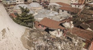 Bursa Yenişehir'de "Şungar Çifti" geleneği bozulmadı