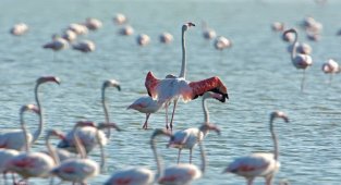 Gediz Deltası "Birding Places" ağına dahil oldu