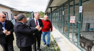 "Hayvanları sokağa terk etmeyin, barınağımıza getirin"