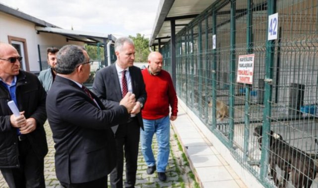 "Hayvanları sokağa terk etmeyin, barınağımıza getirin"