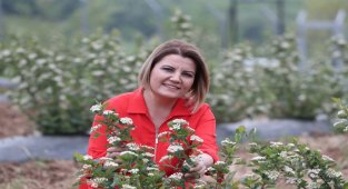 İzmit'e bahar geldi, aronyalar çiçek açtı