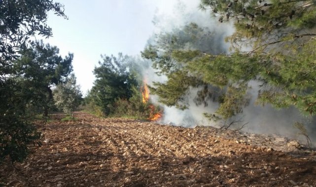 Manisa Akhisar'da ormanlık ve zeytinlik alandaki yangına müdahale