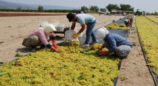 Manisa Büyükşehir'den üzüm üreticilerine ücretsiz 100 bin sepet