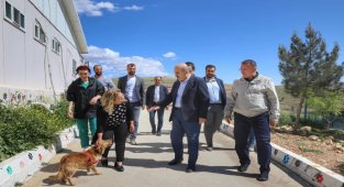 Mardin'de sokak hayvanları için doğal yaşam alanı oluşturuluyor