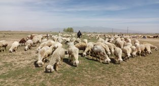 Niğde'de mera alanları yeşerecek