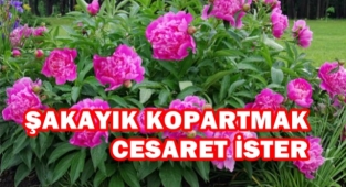 ŞAKAYIK KOPARTMAK CESARET İSTER
