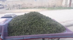 Şifa kaynağı "Kekik" satışta
