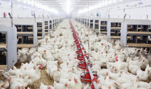 Süt miktarı yüzde 1,3, tavuk üretimi yüzde 13,4 arttı