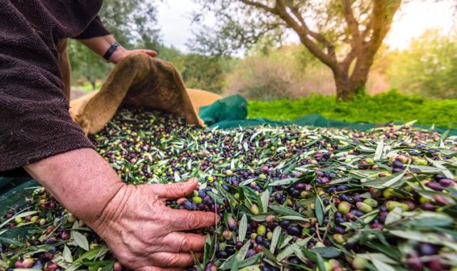 Zeytinde yeni ihracat hedefi 100 bin ton