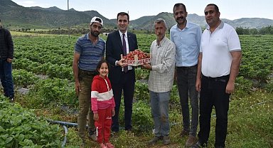 Batman Sason'da çilek hasadı başladı