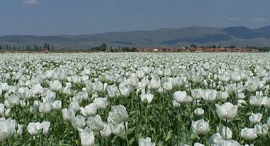 Beyaz haşhaşın 2,5 yıllık ihracat hasreti bitti