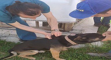 Bilecik Pazaryeri'nde sokak hayvanları aşılanıyor