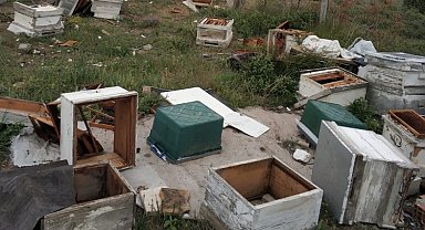 Bilecik'te ayılar arı kovanlarını parçaladı binlerce arı telef oldu
