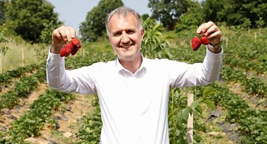 Bursa İnegöl'de çilek hasadı başladı