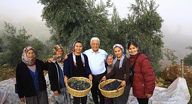 Büyükşehir Muğla zeytinin kalitesini arttırıyor