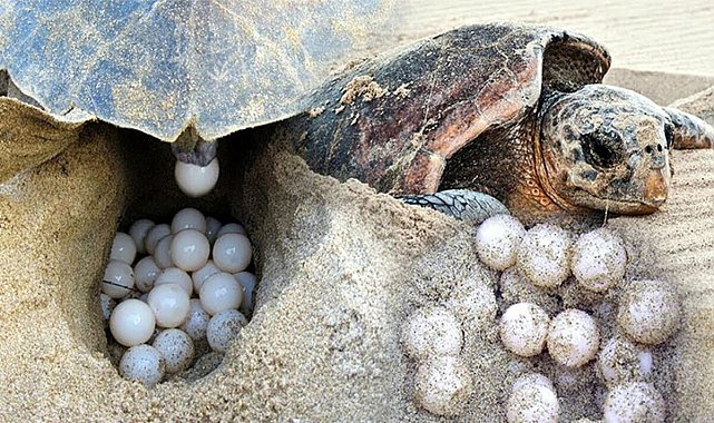 Caretta carettaların yumurtlama dönemi başladı
