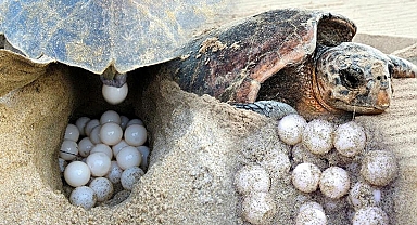 Caretta carettaların yumurtlama dönemi başladı
