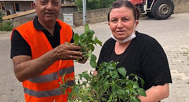 Edirne'de Süloğlu Belediyesi 5 bin sebze fidesi dağıttı