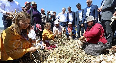 Gaziantep'te sarımsak hasadı