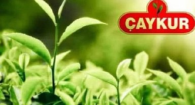 İşte 2022 yılı ÇAYKUR yaş çay kilo fiyatı