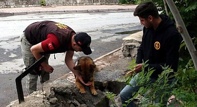 Kayseri'nin 'Reks'i iz peşinde