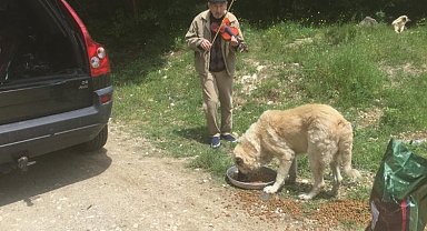 Kırklareli Vizeli kemancı Turunç, sahipsiz canlara keman çalıyor